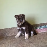 Mini bi eyed boy, a male Pomsky for sale in Findlay, OH – 1 of 2