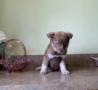 Mini blue eyed red boy, a male Pomsky for sale in Findlay, OH – 2 of 2