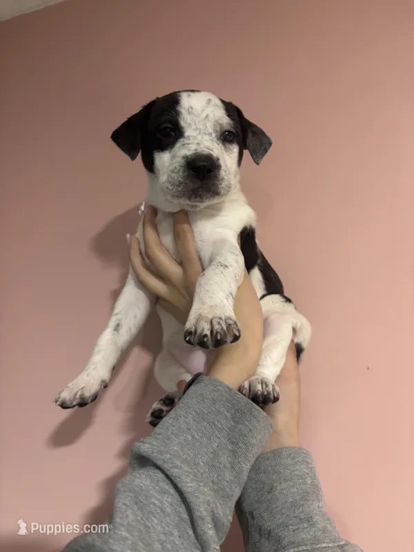 Winnie – American Pit Bull Terrier, Labrador Retriever puppy for sale in Spring Lake Park, MN