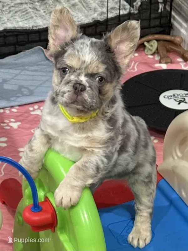 Dublin – French Bulldog puppy for sale in Greenville, TX