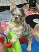 Dublin, a male French Bulldog for sale in Greenville, TX – 1 of 10