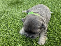 Larkin , a female French Bulldog for sale in Greenville, TX – Photo 3 of 6