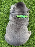 Larkin , a female French Bulldog for sale in Greenville, TX – Photo 2 of 6