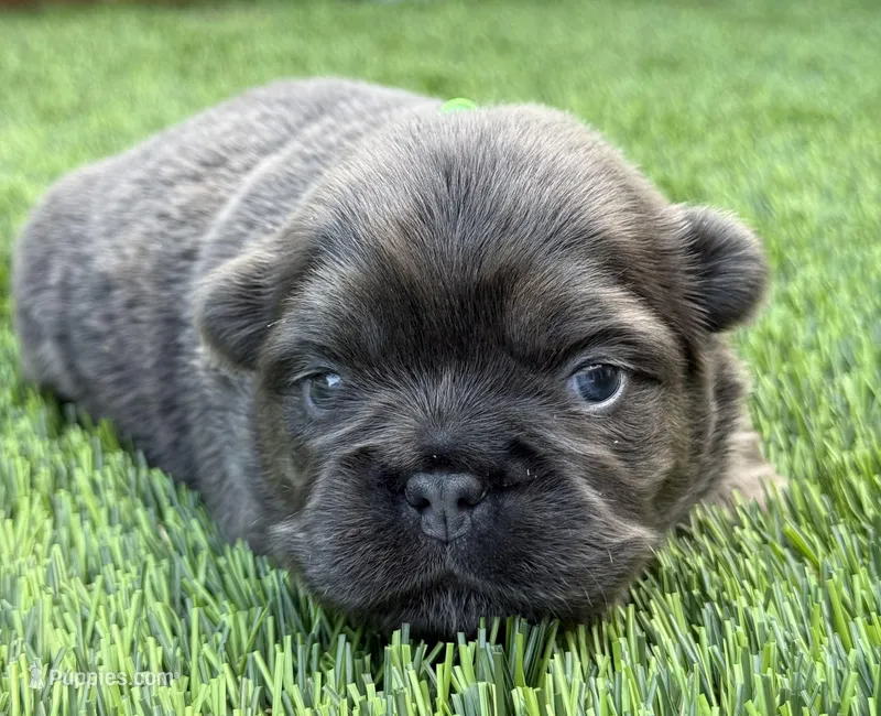 Larkin  – French Bulldog puppy for sale in Greenville, TX