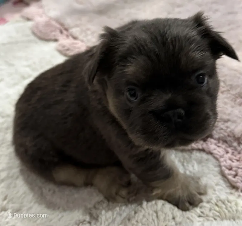 Larkin  – French Bulldog puppy for sale in Greenville, TX