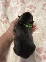 Larkin , a female French Bulldog for sale in Greenville, TX – Photo 5 of 6