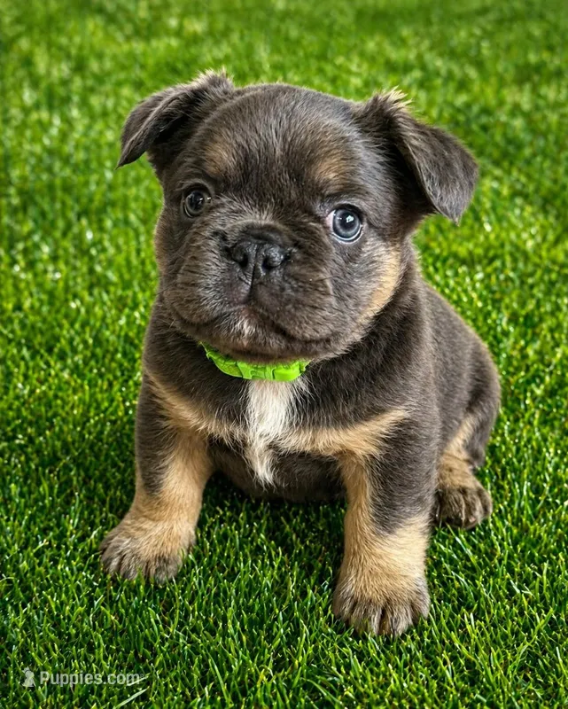 Larkin  – French Bulldog puppy for sale in Greenville, TX