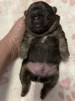 Larkin , a female French Bulldog for sale in Greenville, TX – Photo 4 of 6