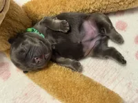 Larkin , a female French Bulldog for sale in Greenville, TX – Photo 6 of 6