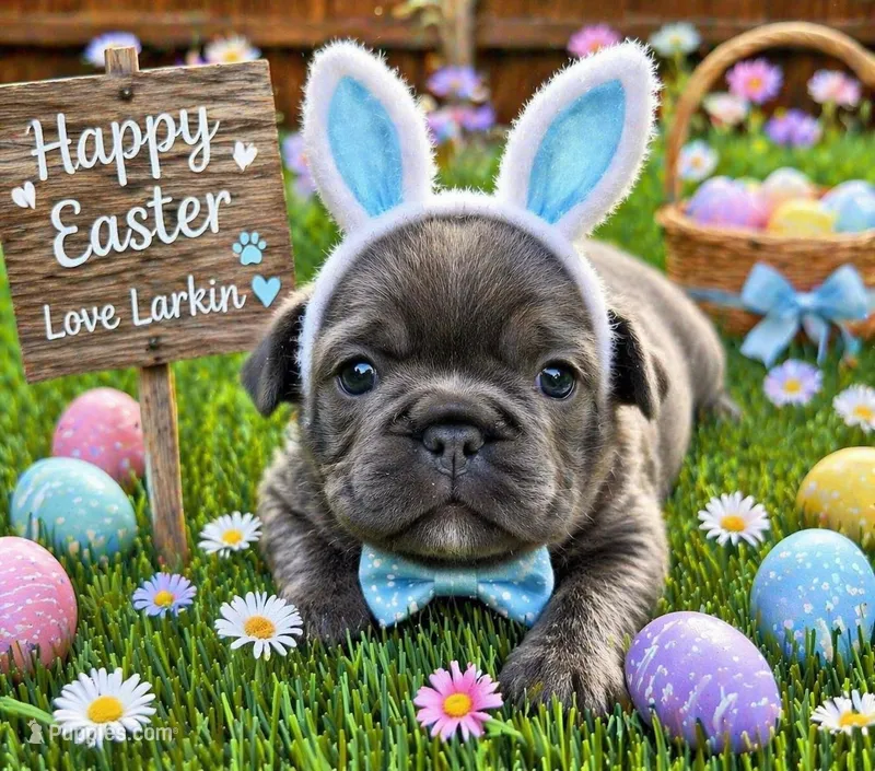 Larkin  – French Bulldog puppy for sale in Greenville, TX