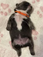 Finley, a female French Bulldog for sale in Greenville, TX – Photo 6 of 8