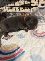 Finley, a female French Bulldog for sale in Greenville, TX – Photo 8 of 8