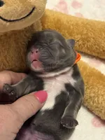 Finley, a female French Bulldog for sale in Greenville, TX – Photo 7 of 8