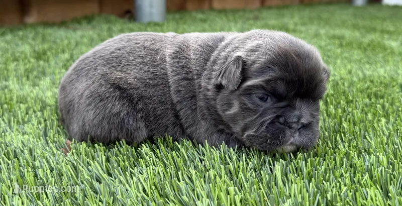 Finley – French Bulldog puppy for sale in Greenville, TX