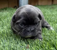 Finley, a female French Bulldog for sale in Greenville, TX – Photo 2 of 8