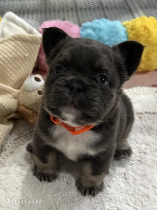 Finley – French Bulldog puppy for sale in Greenville, TX