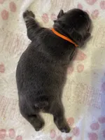 Finley, a female French Bulldog for sale in Greenville, TX – Photo 4 of 8