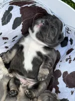 Finley, a female French Bulldog for sale in Greenville, TX – Photo 3 of 8