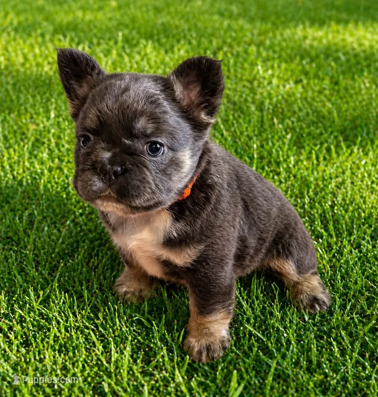 Finley – French Bulldog puppy for sale in Greenville, TX