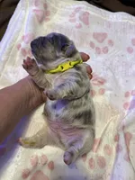 Dublin, a male French Bulldog for sale in Greenville, TX – Photo 8 of 10