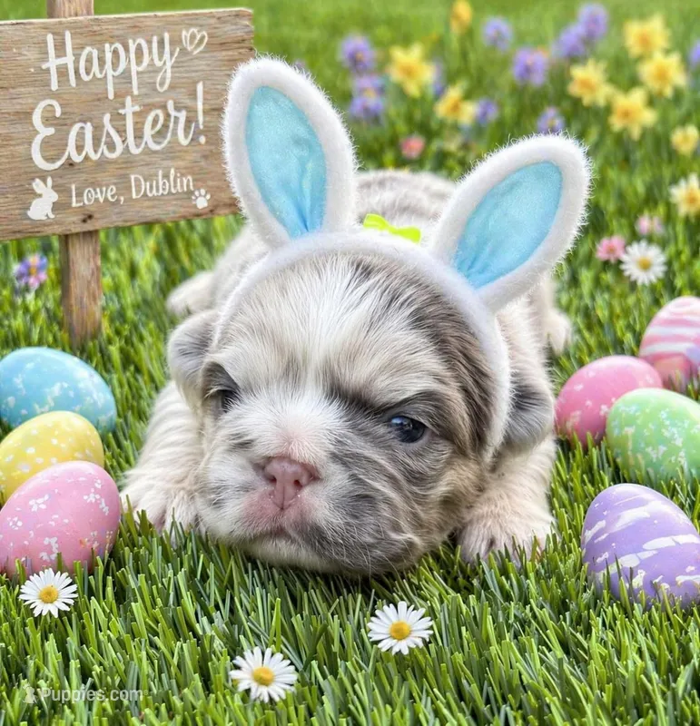 Dublin – French Bulldog puppy for sale in Greenville, TX