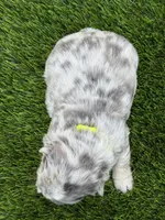 Dublin, a male French Bulldog for sale in Greenville, TX – Photo 4 of 10