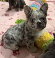 Dublin, a male French Bulldog for sale in Greenville, TX – 5 of 10