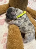 Dublin, a male French Bulldog for sale in Greenville, TX – Photo 9 of 10