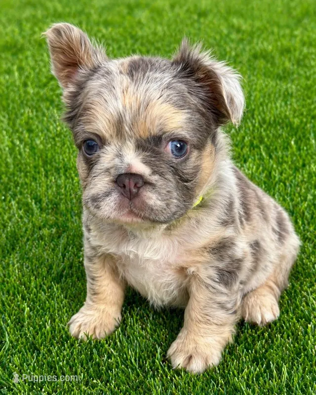 Dublin – French Bulldog puppy for sale in Greenville, TX