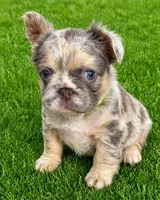 Dublin, a male French Bulldog for sale in Greenville, TX – 6 of 10