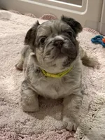 Dublin, a male French Bulldog for sale in Greenville, TX – 9 of 10