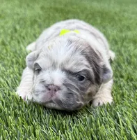 Dublin, a male French Bulldog for sale in Greenville, TX – Photo 3 of 10