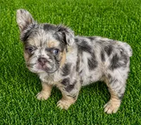 Dublin, a male French Bulldog for sale in Greenville, TX – 7 of 10