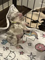 Dublin, a male French Bulldog for sale in Greenville, TX – Photo 10 of 10