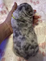 Dublin, a male French Bulldog for sale in Greenville, TX – Photo 6 of 10