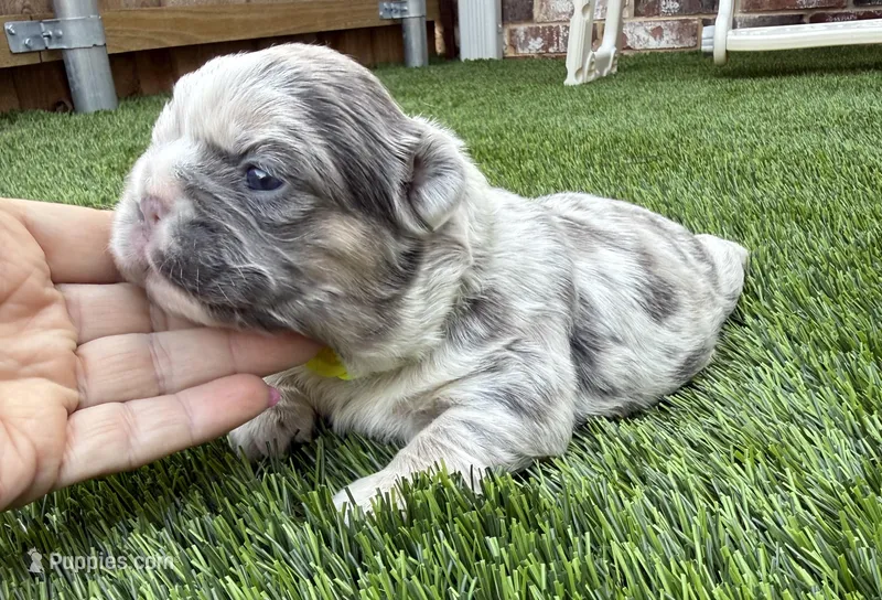 Dublin – French Bulldog puppy for sale in Greenville, TX