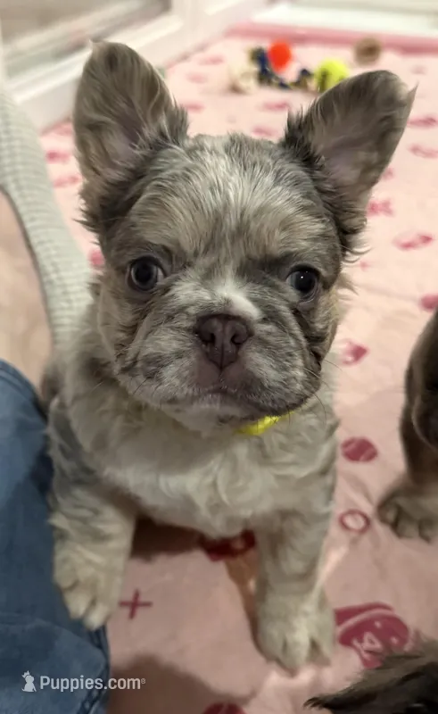 Dublin – French Bulldog puppy for sale in Greenville, TX
