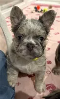 Dublin, a male French Bulldog for sale in Greenville, TX – 4 of 10