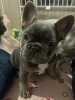 Finn, a male French Bulldog for sale in Greenville, TX – 3 of 6