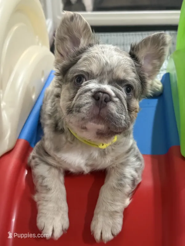 Dublin – French Bulldog puppy for sale in Greenville, TX