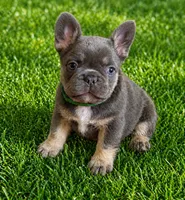 Finn, a male French Bulldog for sale in Greenville, TX – 6 of 6