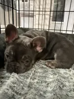 Finn, a male French Bulldog for sale in Greenville, TX – 5 of 6