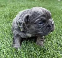 Clover, a female French Bulldog for sale in Greenville, TX – Photo 2 of 4