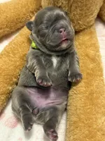 Clover, a female French Bulldog for sale in Greenville, TX – Photo 4 of 4