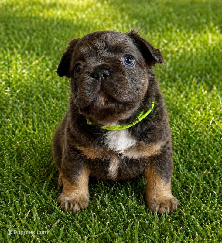 Clover – French Bulldog puppy for sale in Greenville, TX