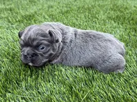 Clover, a female French Bulldog for sale in Greenville, TX – Photo 3 of 4