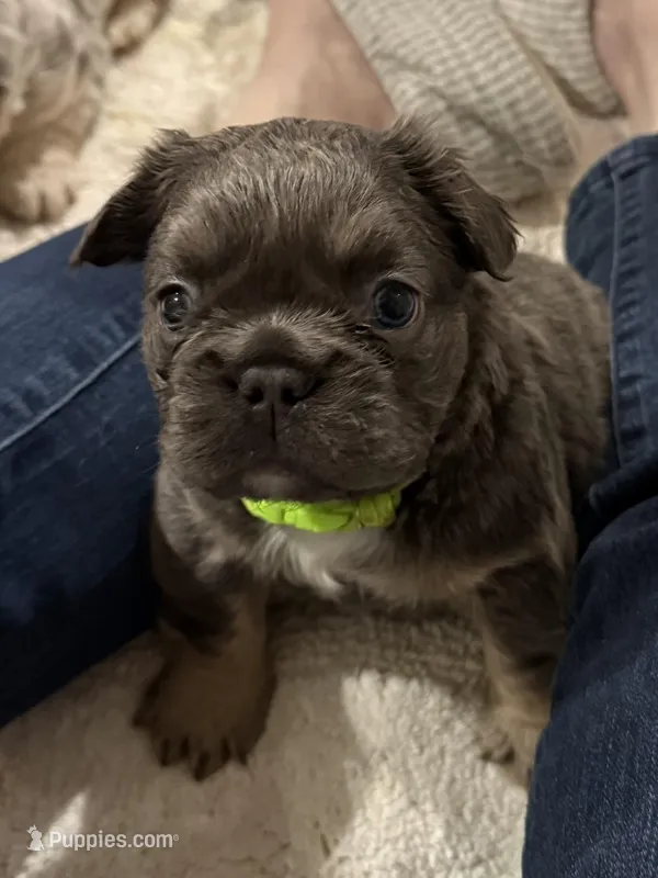 Clover – French Bulldog puppy for sale in Greenville, TX