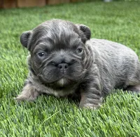 Clover, a female French Bulldog for sale in Greenville, TX – Photo 1 of 4