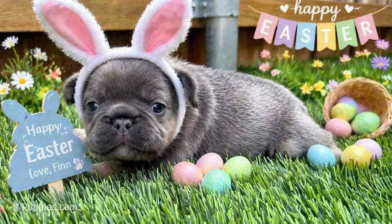 Finn – French Bulldog puppy for sale in Greenville, TX