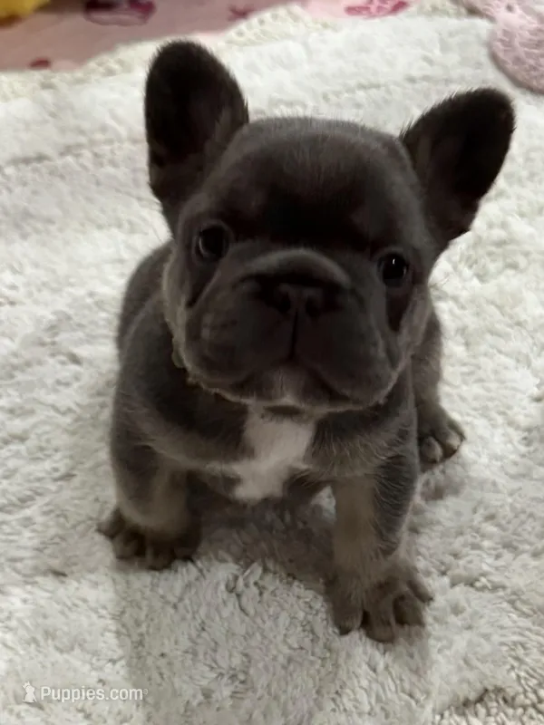 Finn – French Bulldog puppy for sale in Greenville, TX